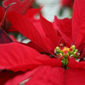 Пуансеттия (Молочай прекраснейший Euphorbia pulcherrima)