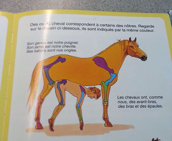  3. Анатомические различия лошади и человека запрет, книга, ребенок