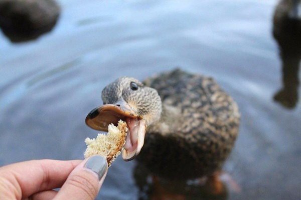 Прикольные животные, которых не плохо кормят животные, коты, прикол, юмор