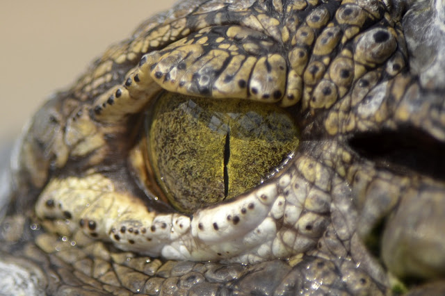 Почему крокодилы спят с открытым глазом?