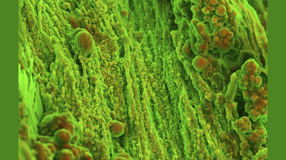 Лучшие снимки из коллекции научных фотографий Wellcome