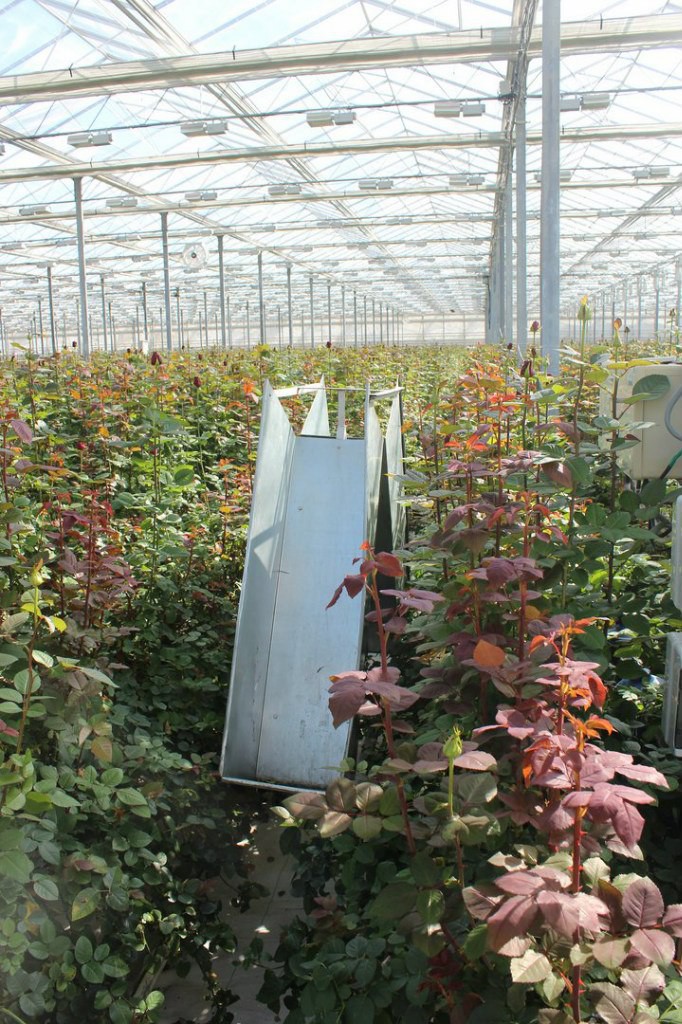 Как выращивают розы в России Как выращивают розы в России производство, розы