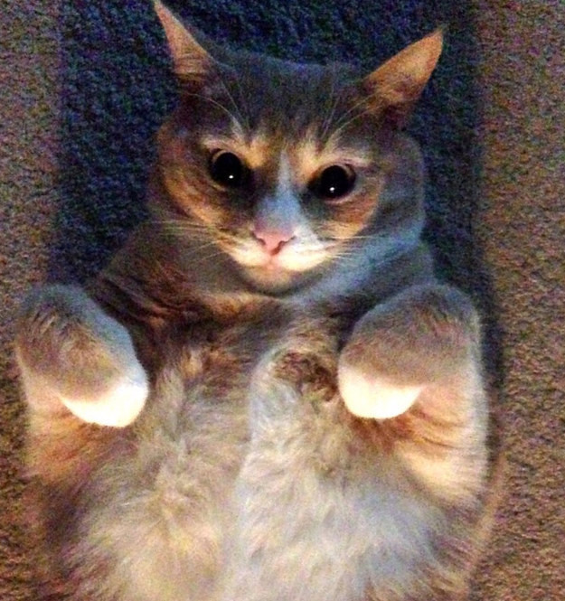 Котямяуки милаши (просто смешные и забавные фотки котэ) кошки, милые киски, прикол, прикольные котэ, смешные кошки, юмор