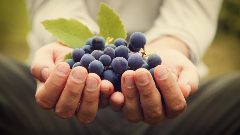 bigstock-Grapes-Harvest-51222910