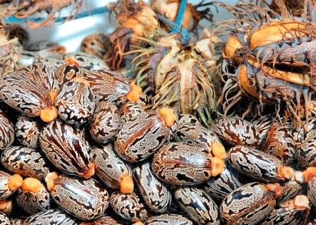 Как из семян вырастить клещевину из семян в домашних условиях Как из семян вырастить клещевину из семян в домашних условиях