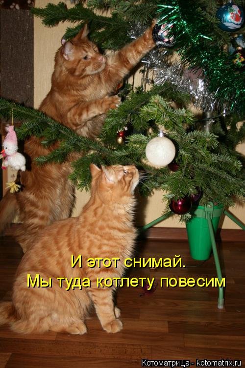 Новая котоматрица для всех! (36 фото)