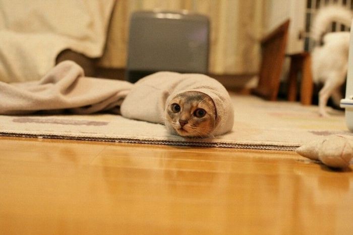 Смешные и просто красивые фотографии кошек (136 фото)