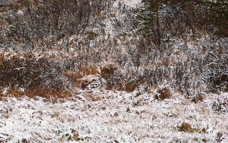 18 фото из серии «Найди животных», которые можно рассматривать часами