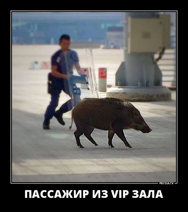 Забавные демотиваторы о жизни Забавные демотиваторы о жизни