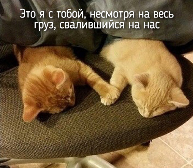 20 животных, которые ведут себя совсем как я 20 животных, которые ведут себя совсем как я животные, позитив