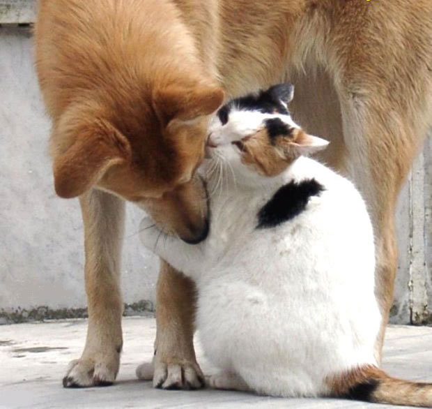 More Dog And Cat Kissing Photos - JoBSPapa.com