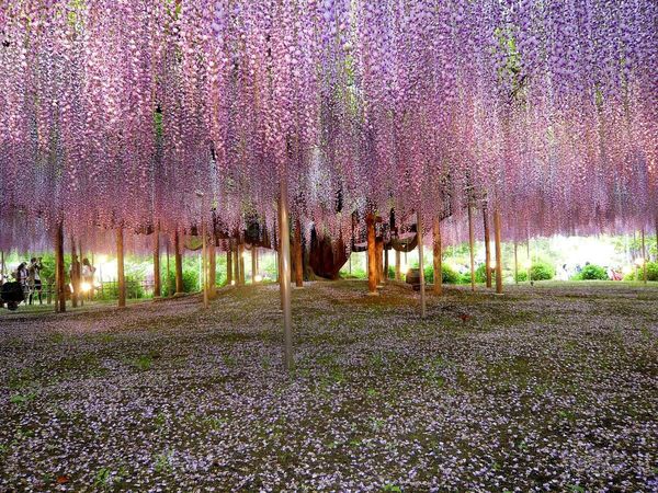 Многоцветковая глициния (Wisteria floribunda)