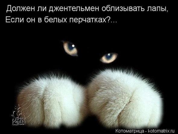 Котоматрицы (картинки с надписями)
