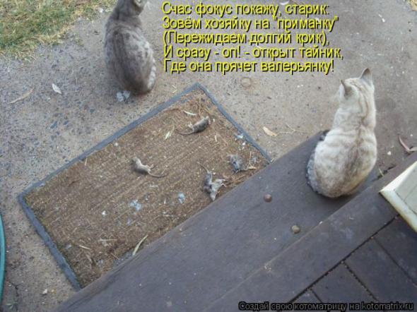 Котоматрицы (картинки с надписями)