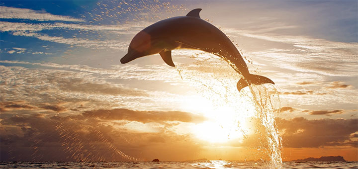 delfin_2