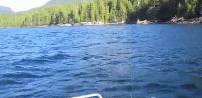 Самый наглый финт gif, воровство, гифки, карманники, мошенники, подборка, прикол
