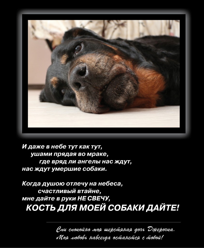 Стих про умершего собаку Стих про умершего собаку