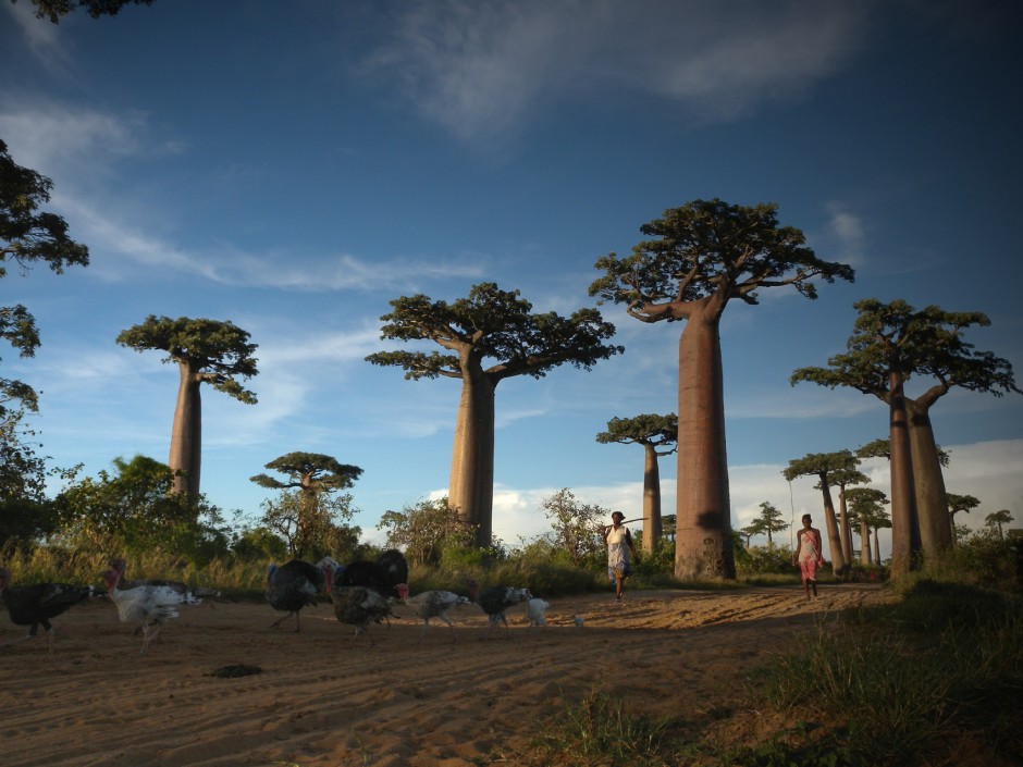 Avenue-of-the-Baobabs-Madagascar2
