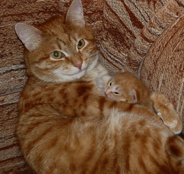 Смешные и просто красивые фотографии кошек (136 фото)