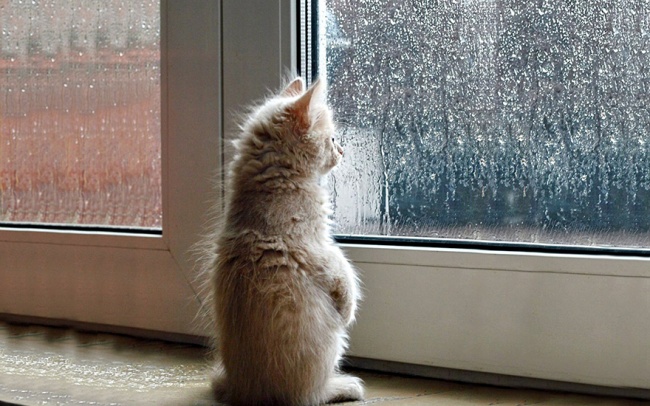 http://files4.adme.ru/files/news/part_73/730060/7238110-R3L8T8D-650-cat-waiting-window-69.jpg