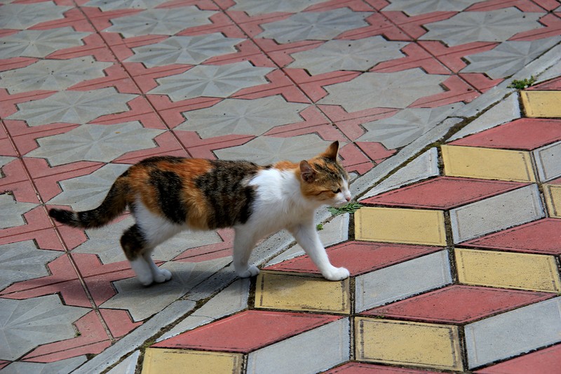 Умные они, йошкин кот!) Умные они, йошкин кот!)