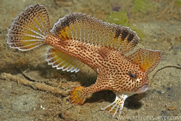 Рыбка с руками - Handfish (текст + фото) Рыбка с руками - Handfish (текст + фото)