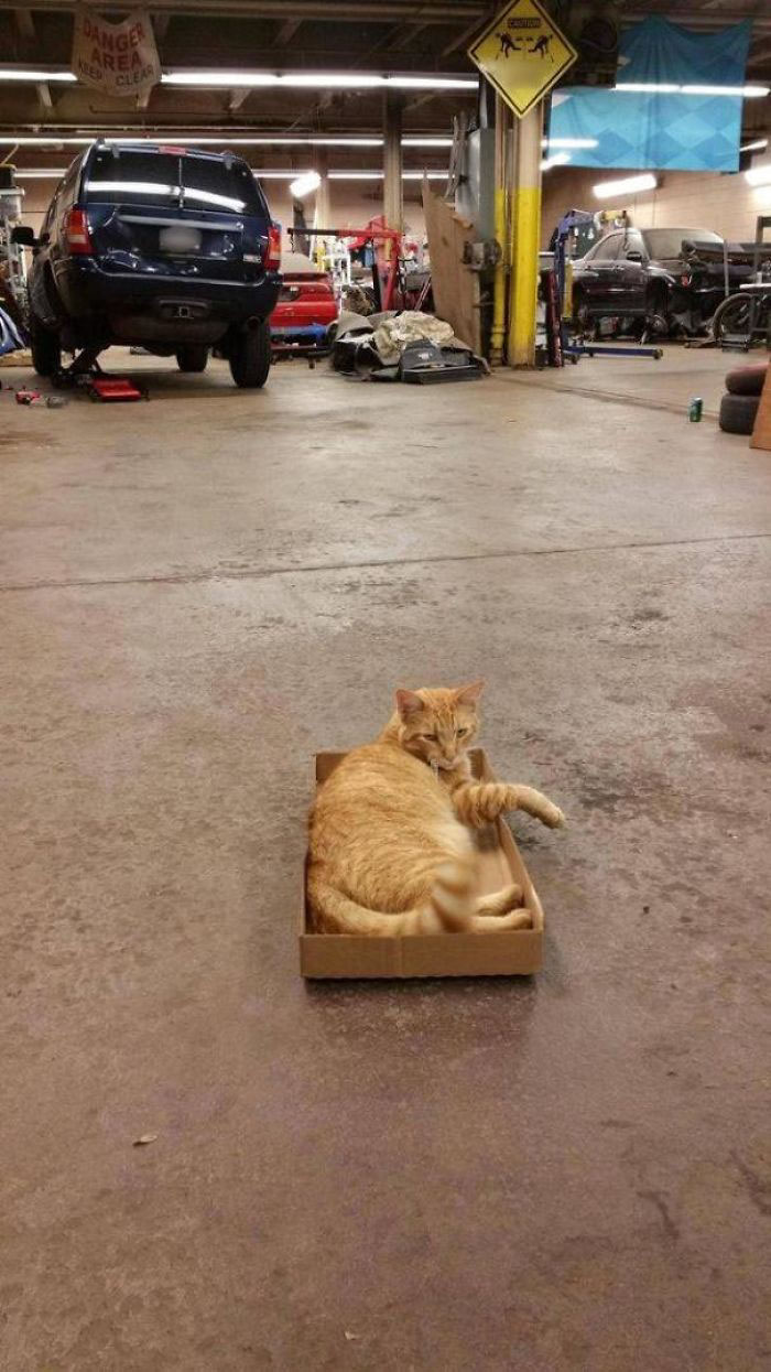 Без кота и жизнь не та