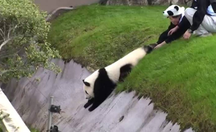 Самый непоседливый мишка панда доставил много хлопот сотрудникам зоопарка.