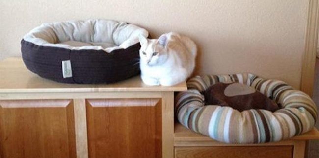 15 котов, которые плевать хотели на вашу логику