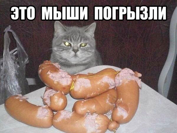 Смешные кошки