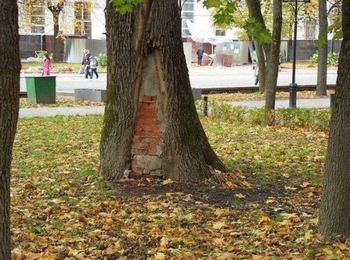 Такое увидеть можно только в нашей стране!