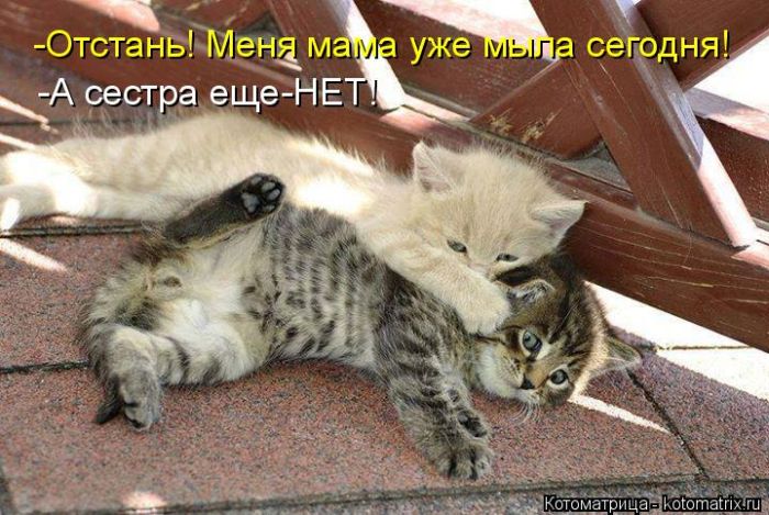 Лучшие котоматрицы недели (50 фото)