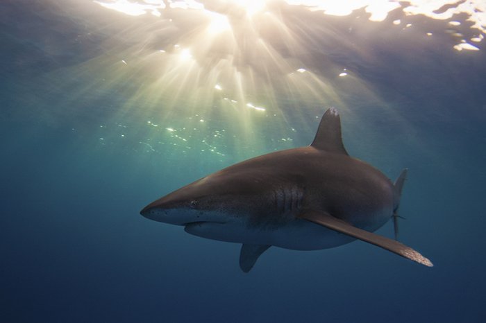 ������ ������ �������� ��������� ���������� �RSMAS Underwater Photography 2013�