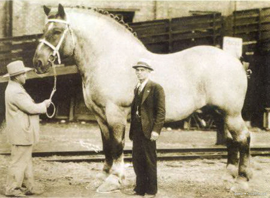 Шайр Сампсон - самая крупная порода лошадей