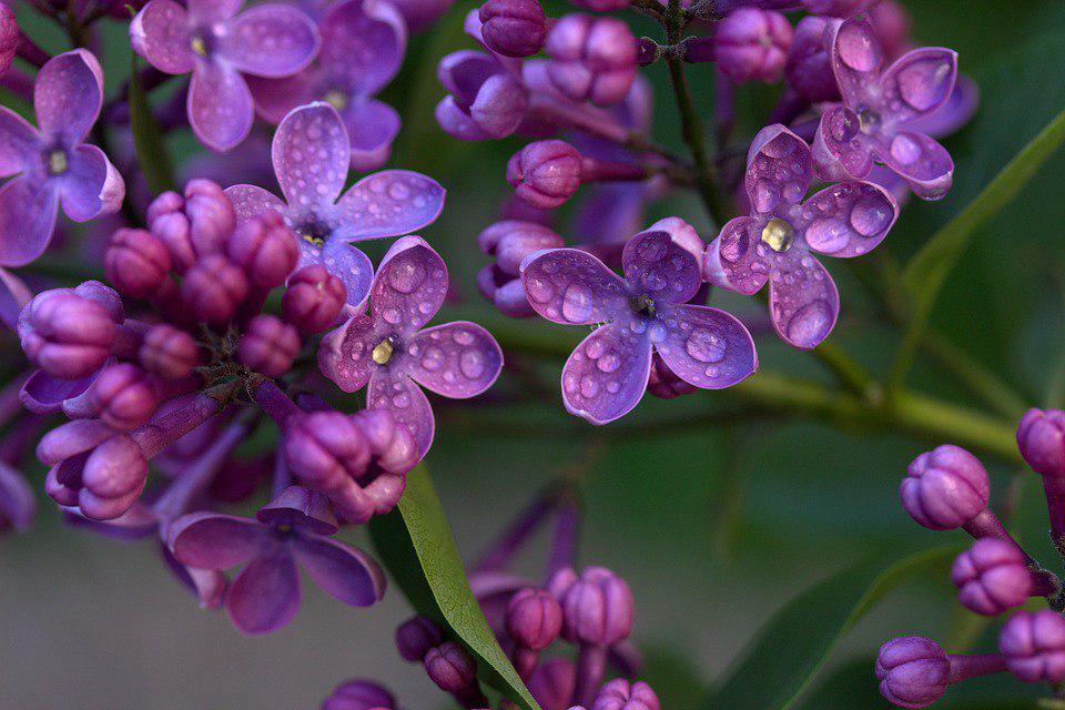 Сирень / фото: pixabay.com