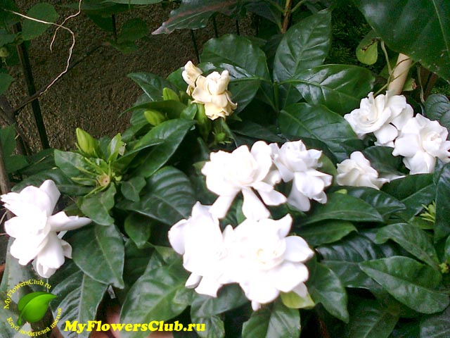 http://myflowersclub.ru/images/9/Gardenia_jasminoides_03.jpg