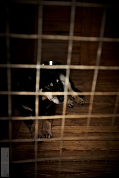 Реальность сложного, но приятного хобби. Я владелец приюта......