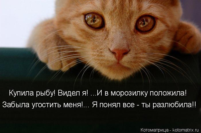 Санитар Васька (котоматрица) 40 фото Санитар Васька (котоматрица) 40 фото