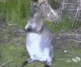 Наглость — второе счастье gif, воровство, гифки, карманники, мошенники, подборка, прикол
