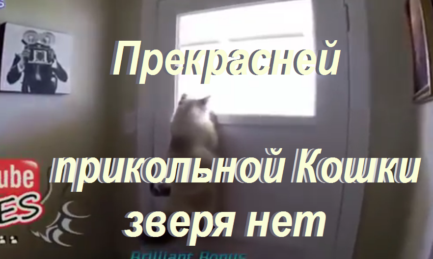 Прекрасней Прикольной Кошки Зверя нет!