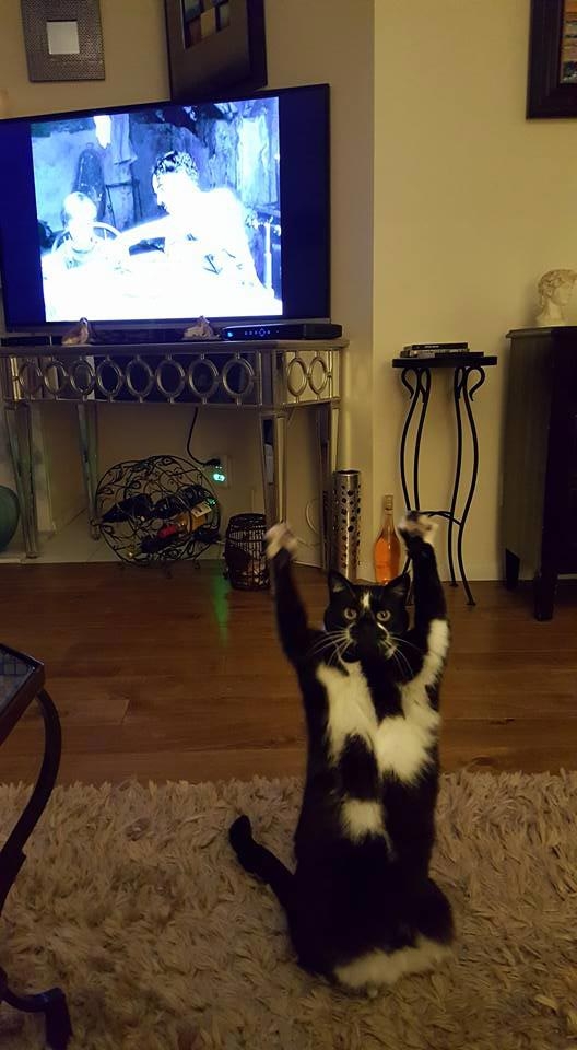 кошка лапы вверх, кошка любит поднимать лапы вверх