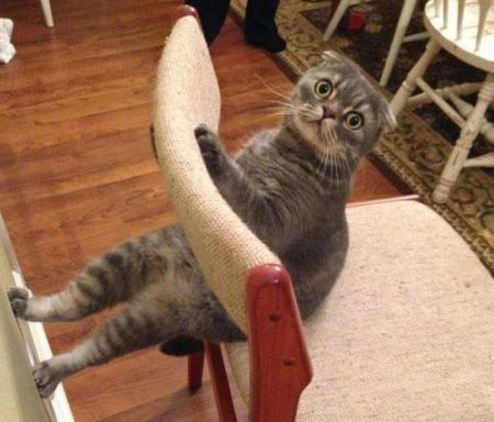 Смешные кошки