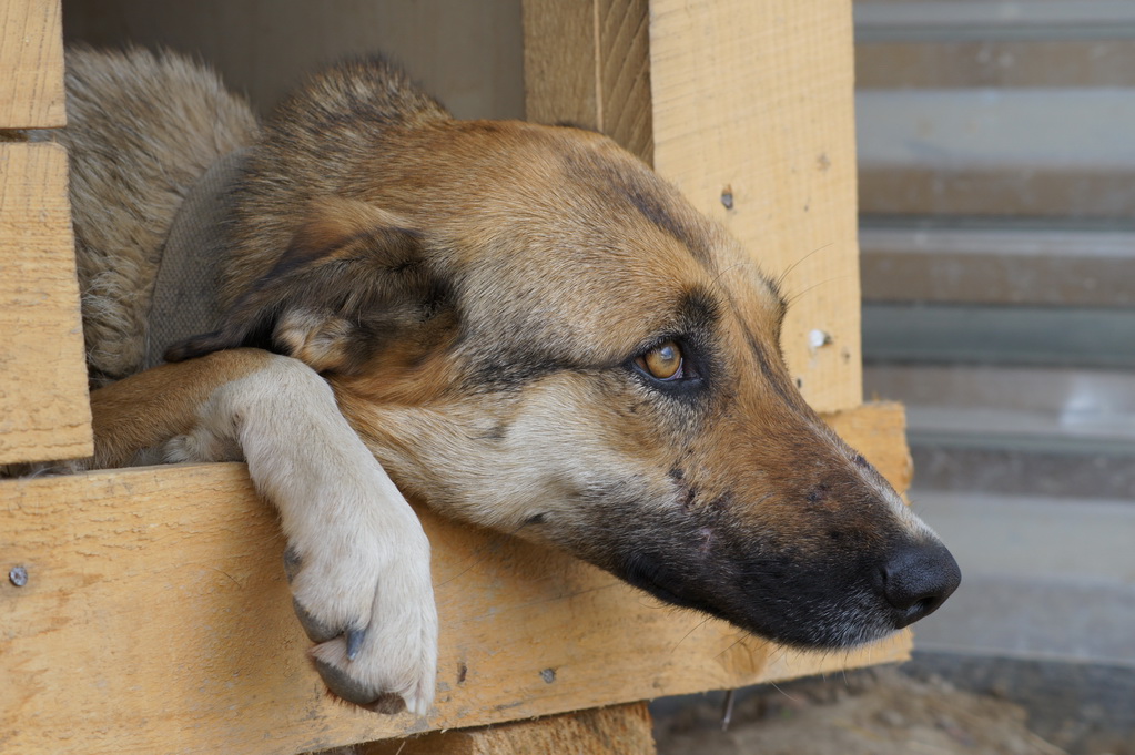 Сдавшим друзей в приют посвящается... Сдавшим друзей в приют посвящается...