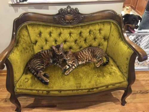 Котики и кошечки, которые вызовут у вас улыбку (29 фото) Котики и кошечки, которые вызовут у вас улыбку (29 фото)