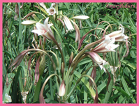 Кринум бульбиспермум (Crinum bulbispermum)