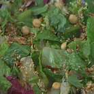 Посыпать салат обжаренным кунжутом, семечками и фундуком, украсить листьями мяты.