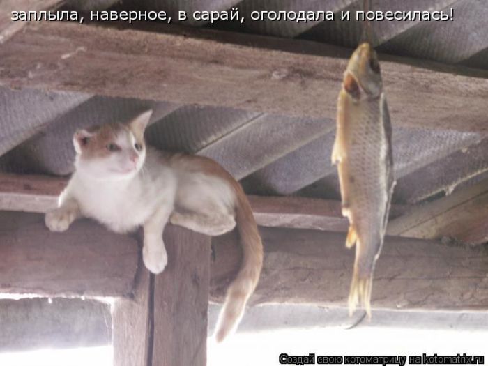 Лучшие котоматрицы недели (50 фото)