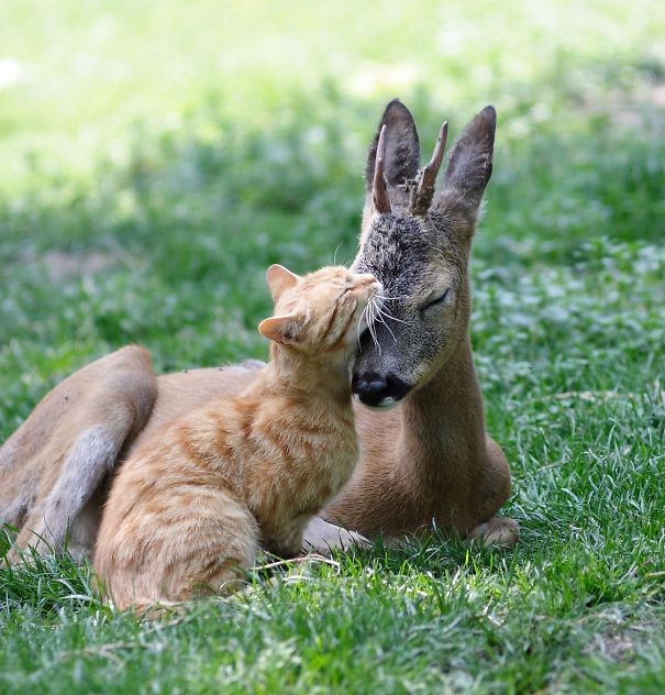 олень и кот