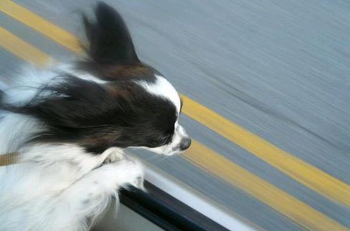 Смешные собаки при скорости 80 км/ч " Зооблог.ру