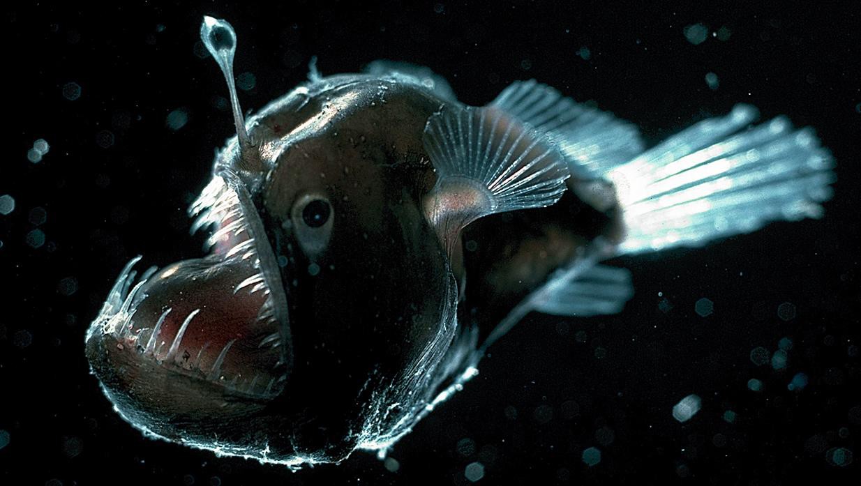 2. Меланоцет Джонсона (Humpback anglerfish) 2. Меланоцет Джонсона (Humpback anglerfish) животные, факты